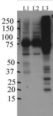 Western Blot: SV2A Antibody [NBP1-82964] - Analysis of SV2A in (1) undifferentiated SH-SY5Y, (2) differentiated SH-SY5Y (neurons) and (3) mouse brain using anti-SV2A antibody. 30ug of protein/lane. Image from verified customer review.