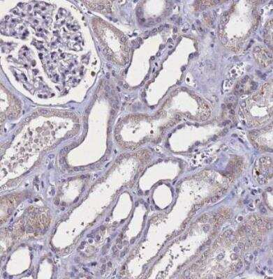 Immunohistochemistry-Paraffin: SV2B Antibody [NBP1-92462] - Staining of human kidney shows no positivity in cells in tubules as expected.