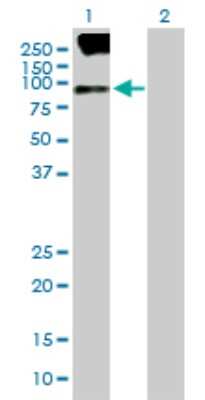 Western Blot: SV2B Antibody [H00009899-B01P] - Analysis of SV2B expression in transfected 293T cell line by SV2B polyclonal antibody.  Lane 1: SV2B transfected lysate(75.13 KDa). Lane 2: Non-transfected lysate.