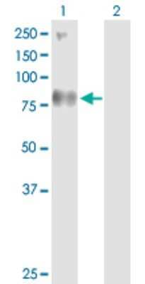 Western Blot: SV2B Antibody [H00009899-D01P] - Analysis of SV2B expression in transfected 293T cell line by SV2B polyclonal antibody.Lane 1: SV2B transfected lysate(77.40 KDa).Lane 2: Non-transfected lysate.