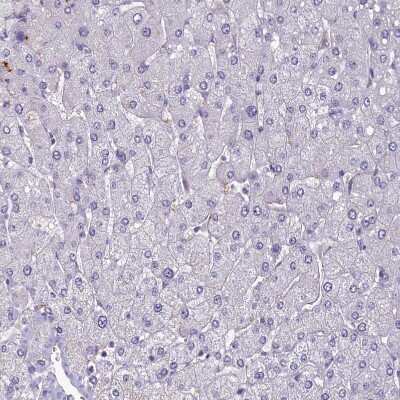 Immunohistochemistry-Paraffin: SV2C Antibody [NBP1-86239] - Staining of human liver shows no positivity in hepatocytes as expected.