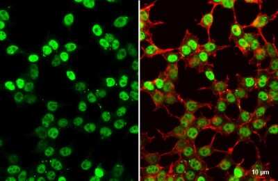 Immunocytochemistry/Immunofluorescence: SV40 T-antigen Antibody [NBP3-13382] - SV40 T-antigen antibody detects SV40 T-antigen protein at nucleus by immunofluorescent analysis. Sample: 293T cells were fixed in 4% paraformaldehyde at RT for 15 min. Green: SV40 T-antigen stained by SV40 T-antigen antibody (NBP3-13382) diluted at 1:500. Red: phalloidin, a cytoskeleton marker, diluted at 1:100. Scale bar= 10 um.