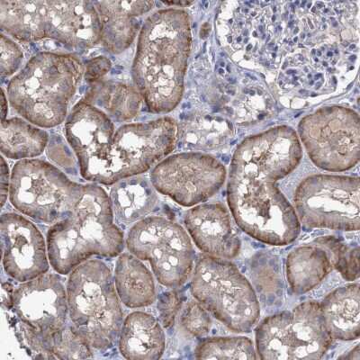 Immunohistochemistry-Paraffin: SVEP1 Antibody [NBP1-90791] - Staining of human Kidney shows moderate cytoplasmic positivity in cells in tubules.