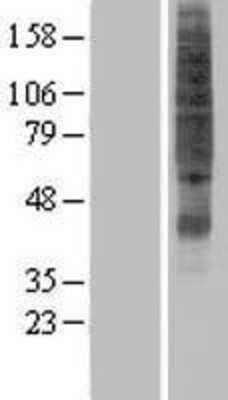 Western Blot: SVOPL Overexpression Lysate (Adult Normal) [NBP2-05086] Left-Empty vector transfected control cell lysate (HEK293 cell lysate); Right -Over-expression Lysate for SVOPL.