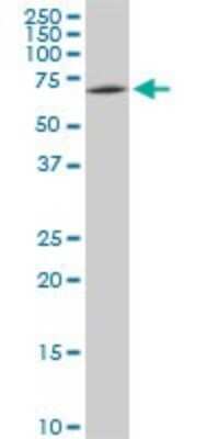 Western Blot: SWAP70 Antibody (3H8) [H00023075-M09] - Analysis of SWAP70 expression in NIH/3T3 (Cat # L018V1).