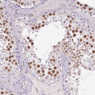 Immunohistochemistry-Paraffin SYCE2 Antibody - BSA Free