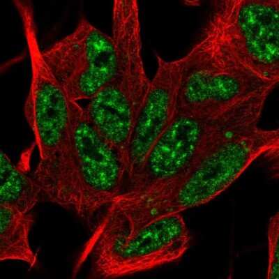 Immunocytochemistry/Immunofluorescence: SYF2 Antibody [NBP2-57655] - Staining of human cell line SH-SY5Y shows localization to nuclear speckles.