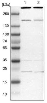 Western Blot SYF2 Antibody - BSA Free