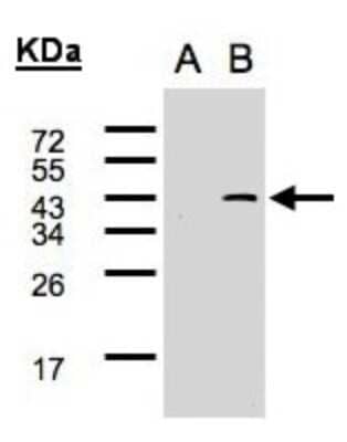 Western Blot: SYF2 Antibody [NBP2-20542] - Expression in transfected 293T cell line by SYF2 polyclonal antibody. A: Non-transfected lysate. B: SYF2 transfected lysate. 12% SDS PAGE gel, diluted at 1:500.