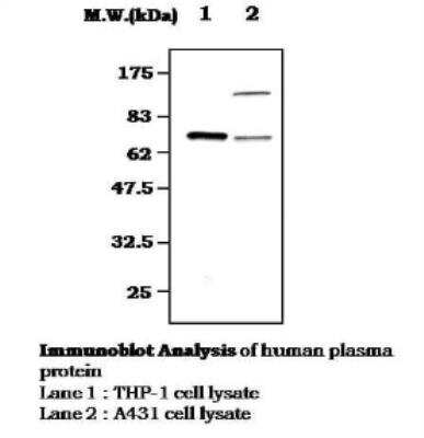 Western Blot: SYK Antibody (12E3) [NBP2-11525]