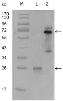Western Blot: SYK Antibody (8C1A3) [NBP1-47548] - Analysis using SYK mouse mAb against truncated SYK-His recombinant protein (1) and PMA induced THP-1 cell lysate (2).