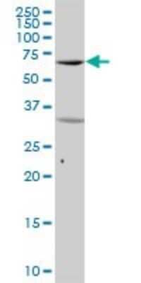 Western Blot: SYK Antibody [H00006850-B01P] - Analysis of SYK expression in Jurkat.