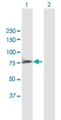Western Blot: SYK Antibody [H00006850-B01P] - Analysis of SYK expression in transfected 293T cell line by SYK polyclonal antibody.  Lane 1: SYK transfected lysate(69.85 KDa). Lane 2: Non-transfected lysate.