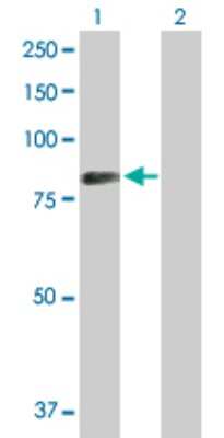 Western Blot: SYK Antibody [H00006850-D01P] - Analysis of SYK expression in transfected 293T cell line by SYK polyclonal antibody.Lane 1: SYK transfected lysate(72.10 KDa).Lane 2: Non-transfected lysate.