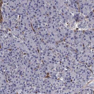 Immunohistochemistry-Paraffin SYNC Antibody - BSA Free