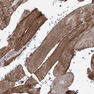 Immunohistochemistry-Paraffin SYNC Antibody - BSA Free