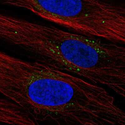 Immunocytochemistry/ Immunofluorescence SYNDIG1 Antibody - BSA Free