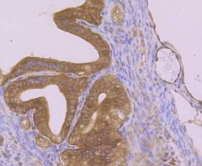 Immunohistochemistry-Paraffin: SYNE1 Antibody (JB35-26) [NBP2-75679] - Analysis of paraffin-embedded mouse fallopian tubes tissue using anti-Nesprin 1 antibody. Counter stained with hematoxylin.