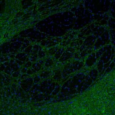 Immunohistochemistry-Paraffin: SYNJ2BP/ARIP2 Antibody [NBP1-88985] - Staining of mouse globus pallidus shows weak positivity in synapses and neuronal processes.