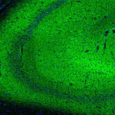 Immunohistochemistry-Paraffin: SYNJ2BP/ARIP2 Antibody [NBP1-88985] - Staining of mouse hippocampus shows strong positivity in synapses.