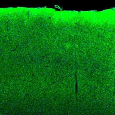 Immunohistochemistry-Paraffin: SYNJ2BP/ARIP2 Antibody [NBP1-88985] - Staining of mouse parietal association cortex shows strong positivity in synapses .