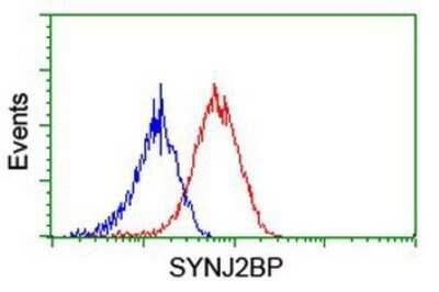 Flow Cytometry: SYNJ2BP/ARIP2 Antibody (OTI3A9) - Azide and BSA Free [NBP2-74417] - Analysis of Hela cells, using anti-SYNJ2BP/ARIP2 antibody, (Red), compared to a nonspecific negative control antibody (Blue).