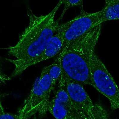 Immunocytochemistry/ Immunofluorescence SYNPO2 Antibody - BSA Free