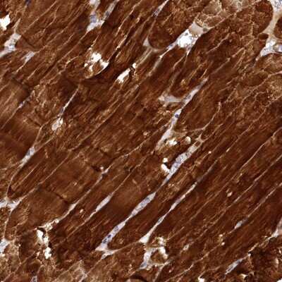 Immunohistochemistry SYNPO2 Antibody - BSA Free