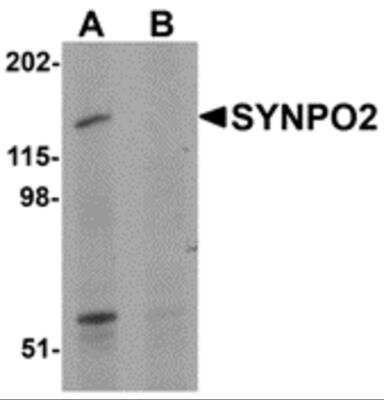 Western Blot SYNPO2 Antibody - BSA Free