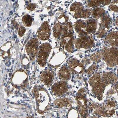 Immunohistochemistry-Paraffin: SYPL1 Antibody [NBP1-80708] - Staining of human stomach shows strong cytoplasmic positivity in glandular cells.