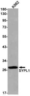 Western Blot: SYPL1 Antibody (S02-9K7) [NBP3-19976] - Western blot detection of SYPL1 in K562 cell lysates using NBP3-19976 (1:1000 diluted). Predicted band size: 29kDa. Observed band size: 29kDa.