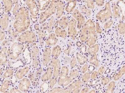 Immunohistochemistry-Paraffin: SYS1 Antibody [NBP2-98495] - Immunochemical staining of human SYS1 in human kidney with rabbit polyclonal antibody at 1:100 dilution, formalin-fixed paraffin embedded sections.