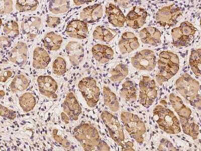 Immunohistochemistry-Paraffin SYS1 Antibody