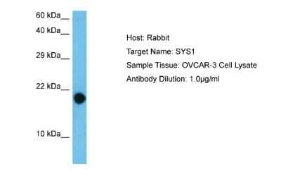 Western Blot SYS1 Antibody