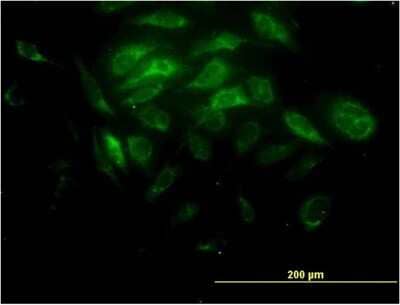 Immunocytochemistry/Immunofluorescence: SYT11 Antibody (4e1) [H00023208-M03] - Analysis of monoclonal antibody to SYT11 on HeLa cell. Antibody concentration 10 ug/ml