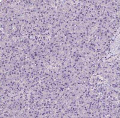 Immunohistochemistry-Paraffin: SYT11 Antibody [NBP2-39015] - Staining of human pancreas shows no positivity in exocrine glandular cells as expected.