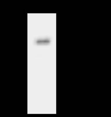 Immunoprecipitation: SYT11 Antibody [NBP2-98496] - SYT11 was immunoprecipitated using: Lane A: 0.5 mg U-251 MG Whole Cell Lysate 4 ul anti-SYT11 rabbit polyclonal antibody and 60 ug of Immunomagnetic beads Protein A/G.  Primary antibody: Anti-SYT11 rabbit polyclonal antibody, at 1:100 dilution. Secondary antibody: Clean-Blot IP Detection Reagent (HRP) at 1:1000dilution. Developed using the ECL technique. Performed under reducing conditions. Predicted band size: 48 kDa. Observed band size: 48 kDa