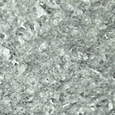 Immunohistochemistry: SYT17 Antibody [NBP1-03494] - IHC on mouse brain (cryo section) using Rabbit antibody to internal region of Synaptotagmin 17 (SYT17): IgG at a concentration of 50 ug/ml incubated overnight at 4C.