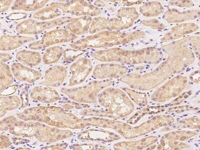 Immunohistochemistry-Paraffin: SYT17 Antibody [NBP2-97845] - Immunochemical staining of human SYT17 in human kidney with rabbit polyclonal antibody at 1:100 dilution, formalin-fixed paraffin embedded sections.