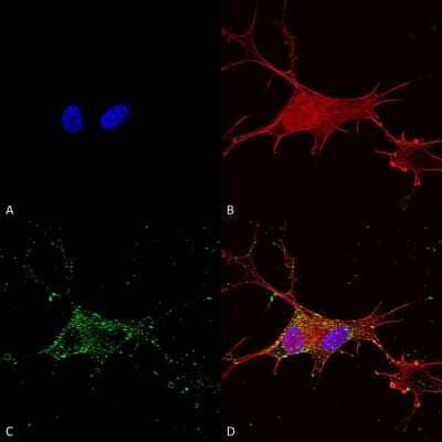 Immunocytochemistry/Immunofluorescence: SYT7 Antibody (S275-14) [NBP2-22420] - Immunocytochemistry/Immunofluorescence analysis using Mouse Anti-Synaptotagmin-7 Monoclonal Antibody, Clone S275-14 (NBP2-22420). Tissue: Neuroblastoma cells (SH-SY5Y). Species: Human. Fixation: 4% PFA for 15 min. Primary Antibody: Mouse Anti-Synaptotagmin-7 Monoclonal Antibody (NBP2-22420) at 1:100 for overnight at 4C with slow rocking. Secondary Antibody: AlexaFluor 488 at 1:1000 for 1 hour at RT. Counterstain: Phalloidin-iFluor 647 (red) F-Actin stain; Hoechst (blue) nuclear stain at 1:800, 1.6mM for 20 min at RT. (A) Hoechst (blue) nuclear stain. (B) Phalloidin-iFluor 647 (red) F-Actin stain. (C) Synaptotagmin-7 Antibody (D) Composite.