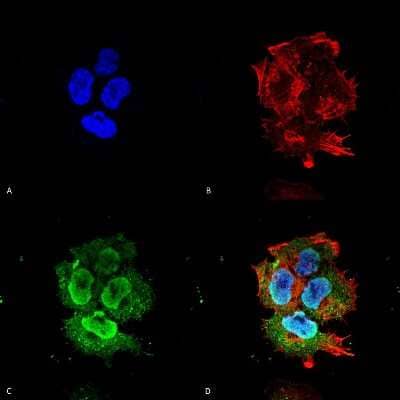 Immunocytochemistry/Immunofluorescence: SYT7 Antibody (S275-14) [NBP2-22420] - Immunocytochemistry/Immunofluorescence analysis using Mouse Anti-Synaptotagmin-7 Monoclonal Antibody, Clone S275-14 (NBP2-22420). Tissue: Neuroblastoma cell line (SK-N-BE). Species: Human. Fixation: 4% Formaldehyde for 15 min at RT. Primary Antibody: Mouse Anti-Synaptotagmin-7 Monoclonal Antibody (NBP2-22420) at 1:100 for 60 min at RT. Secondary Antibody: Goat Anti-Mouse ATTO 488 at 1:100 for 60 min at RT. Counterstain: Phalloidin Texas Red F-Actin stain; DAPI (blue) nuclear stain at 1:1000; 1:5000 for 60 min RT, 5 min RT. Localization: Cytoplasmic Vesicle, Nucleus. Magnification: 60X. (A) DAPI (blue) nuclear stain. (B) Phalloidin Texas Red F-Actin stain. (C) Synaptotagmin-7 Antibody. (D) Composite.