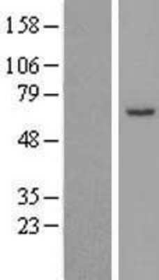 Western Blot: SYTL3 Overexpression Lysate (Adult Normal) [NBP2-08756] Left-Empty vector transfected control cell lysate (HEK293 cell lysate); Right -Over-expression Lysate for SYTL3.