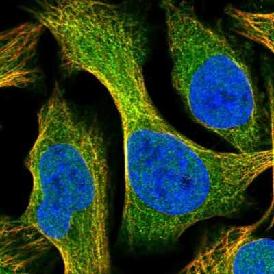 Immunocytochemistry/ Immunofluorescence SYTL5 Antibody - BSA Free