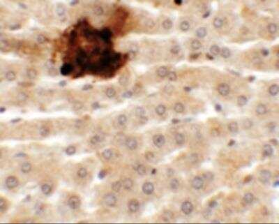 Immunohistochemistry SYTL5 Antibody - BSA Free