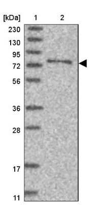 Western Blot SYTL5 Antibody - BSA Free