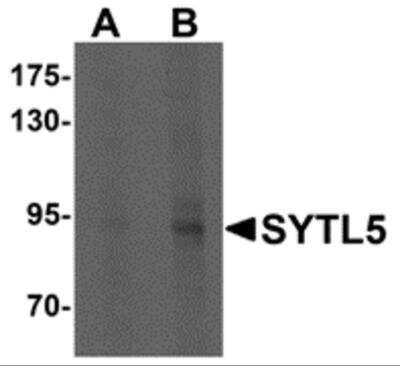 Western Blot SYTL5 Antibody - BSA Free