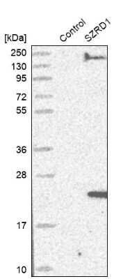 Western Blot: SZRD1 Antibody [NBP1-85074] - Analysis in control (vector only transfected HEK293T lysate) and SZRD1 over-expression lysate (Co-expressed with a C-terminal myc-DDK tag (3.1 kDa) in mammalian HEK293T cells).