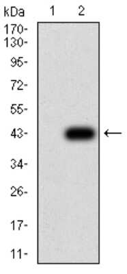 Western Blot: Salivary Amylase Alpha Antibody (1G4D8) [NBP2-61869] - Analysis using AMY1A mAb against HEK293 (1) and AMY1A (AA: 172-284)-hIgGFc transfected HEK293 (2) cell lysate.