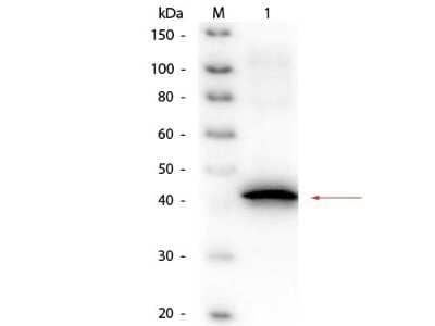 Western Blot Sarcosine oxidase Antibody - BSA Free