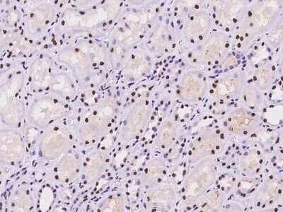 Immunohistochemistry-Paraffin: Scaffold attachment factor B2 Antibody [NBP2-98007] - Immunochemical staining of human Scaffold attachment factor B2 in human kidney with rabbit polyclonal antibody at 1:100 dilution, formalin-fixed paraffin embedded sections.